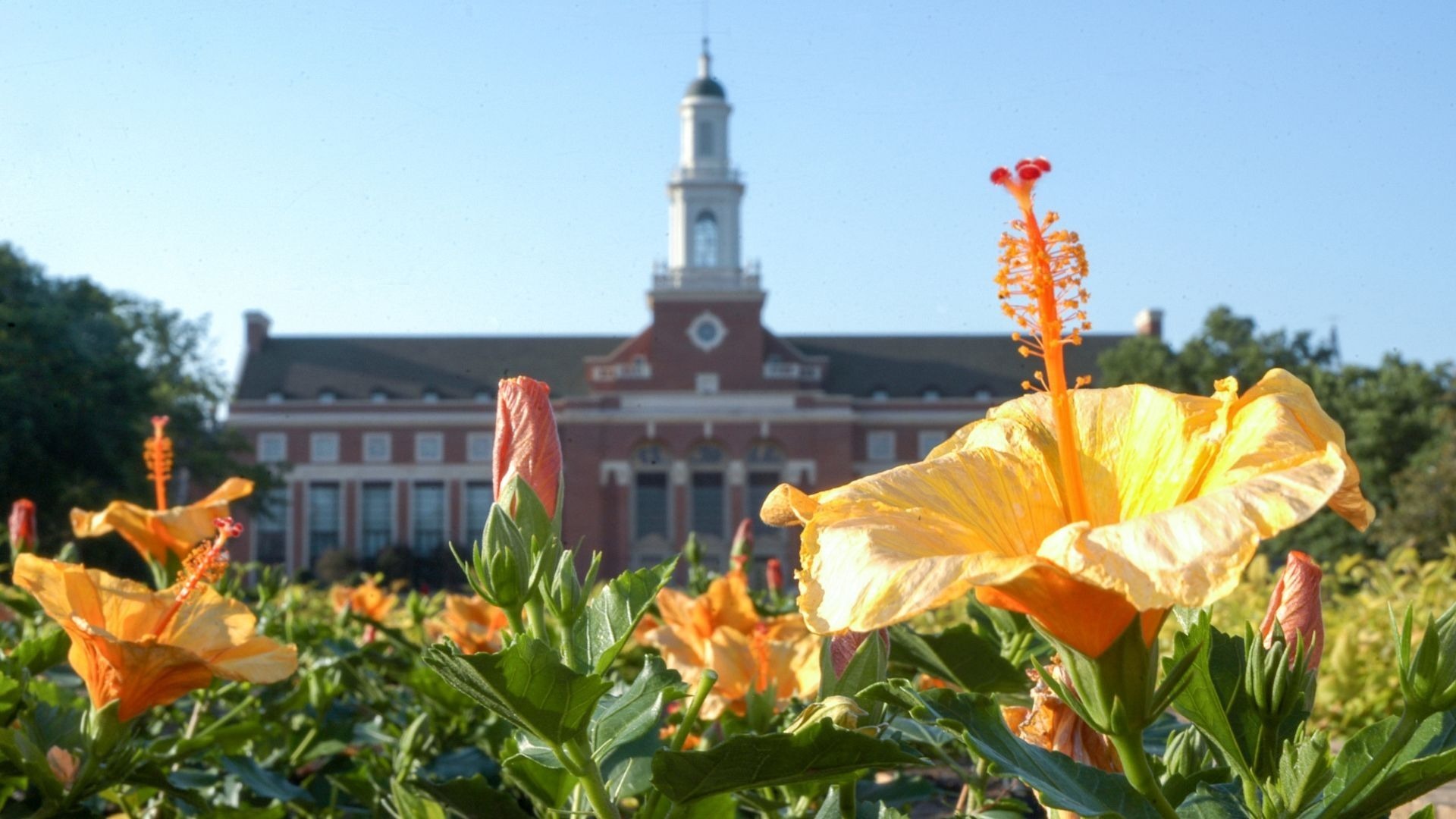 University Backgrounds  Oklahoma State University